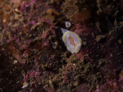 Diaphorodoris luteocincta