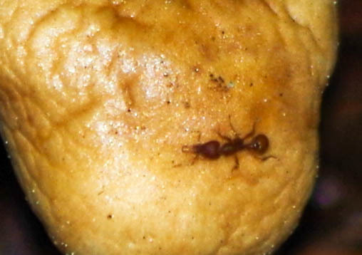 Strumigenys