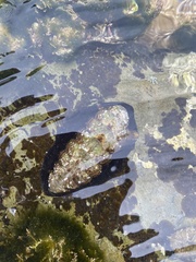 Onithochiton quercinus