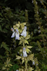 Salvia alba