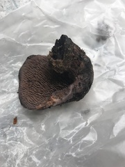 Hydnellum fuscoindicum