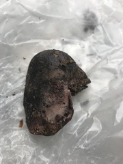 Hydnellum fuscoindicum