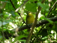 Myiothlypis bivittata