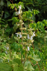 Salvia alba