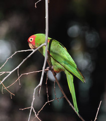 Psittacara erythrogenys