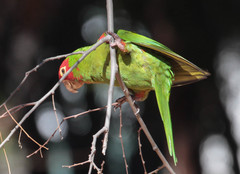 Psittacara erythrogenys