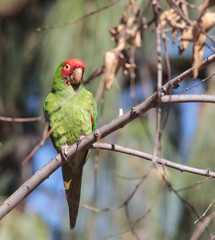 Psittacara erythrogenys