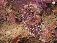 Goniodoris castanea