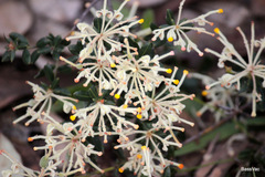 Grevillea pilulifera