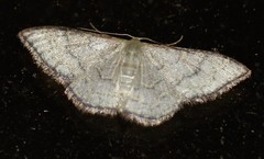 Idaea coercita