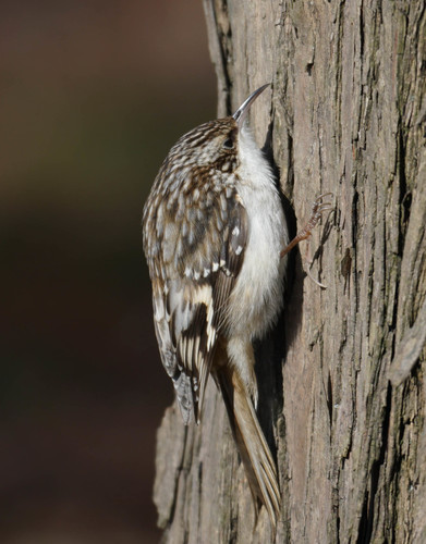 Brown Creeper, photo 4 of 7
