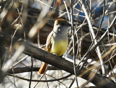 Myiarchus tyrannulus