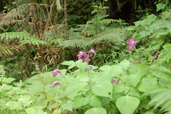 Salvia raymondii
