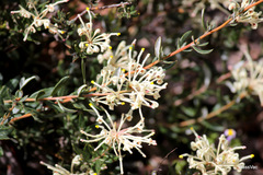 Grevillea pilulifera