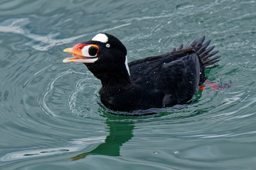 Surf Scoter, photo 7 of 9