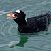 Surf Scoter - Photo (c) Frank Lin, some rights reserved (CC BY-NC), uploaded by Frank Lin