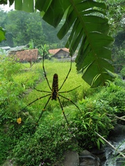 Nephila pilipes
