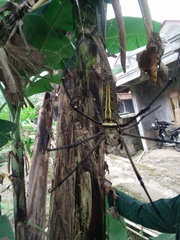 Nephila pilipes