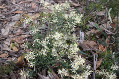 Grevillea pilulifera