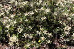 Grevillea pilulifera