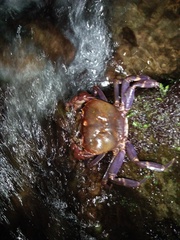 Malayopotamon brevimarginatum