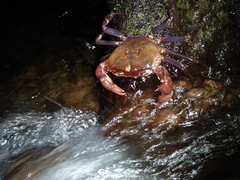 Malayopotamon brevimarginatum