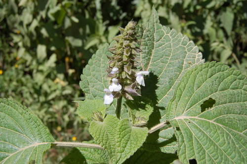 Tender Yunkasage (Salvia amplifrons)