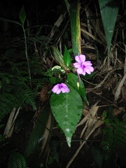 Impatiens platypetala