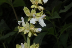 Salvia amplifrons