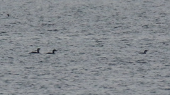 Gavia stellata