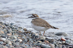 Charadrius vociferus