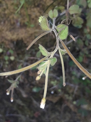 Epilobium pubens