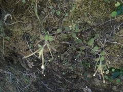 Epilobium pubens