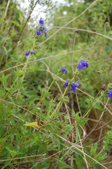 Salvia sophrona