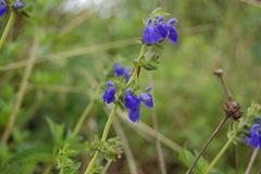 Salvia sophrona