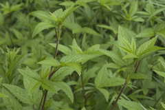 Potentilla cryptotaeniae