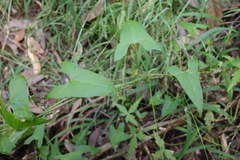 Calystegia marginata