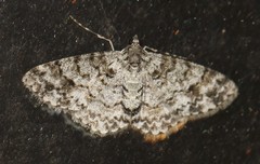 Myrioblephara desumpta