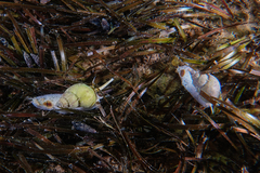 Nassarius spiratus