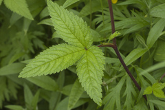 Potentilla cryptotaeniae
