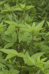 Potentilla cryptotaeniae