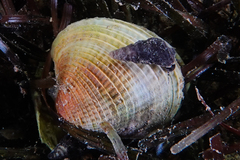 Zeacumantus