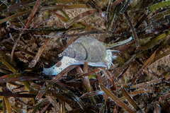 Nassarius spiratus