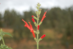 Salvia haenkei