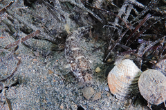 Favonigobius exquisitus