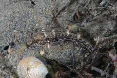 Favonigobius exquisitus