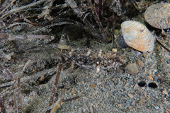 Favonigobius exquisitus