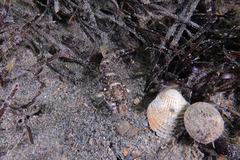 Favonigobius exquisitus