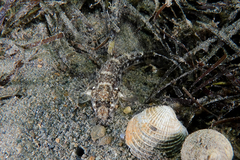 Favonigobius exquisitus