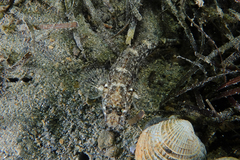 Favonigobius exquisitus